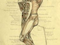 Anatomische studies: Anatomische studie