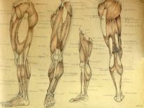 Anatomische studie